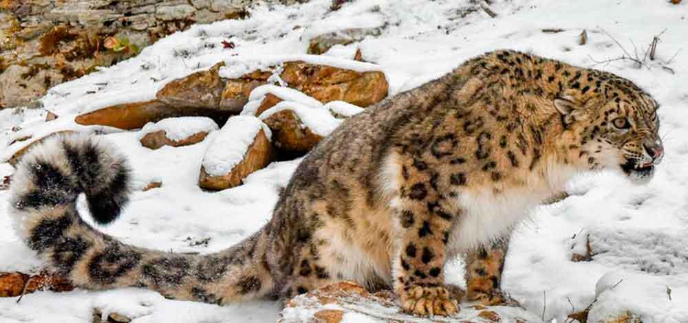 Amur-Leopard