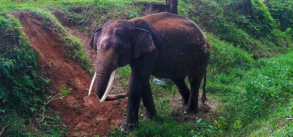 Sumatran-Elephant