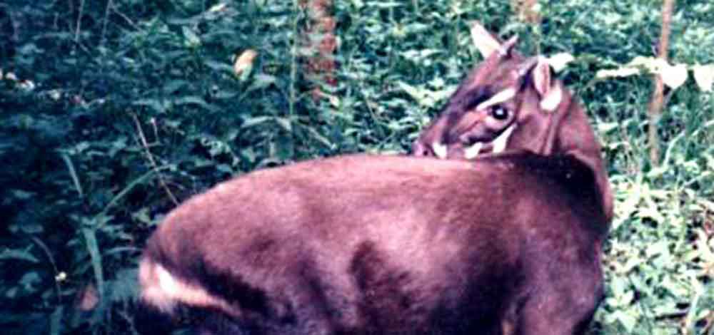 Saola