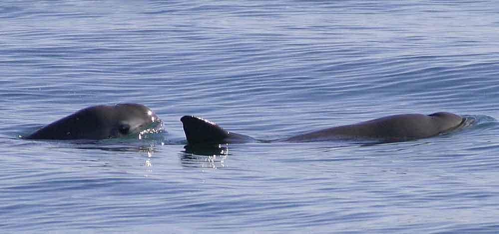 Vaquita