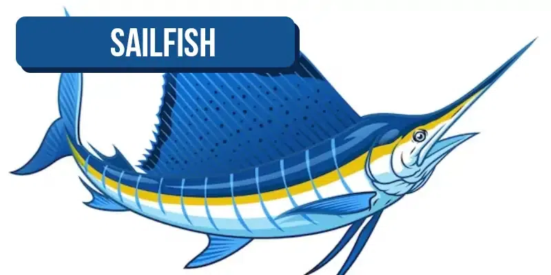 sailfish