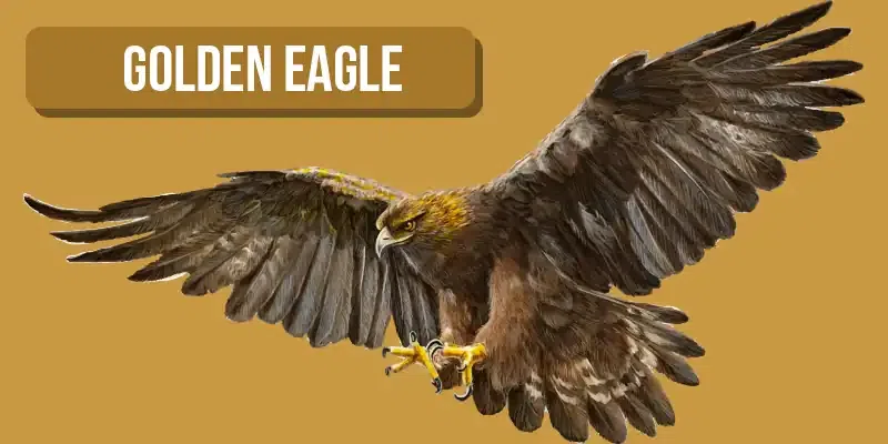 golden-eagle