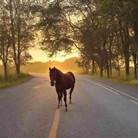 Generate Images from Text in Python - Stable Diffusion - GeeksforGeeks