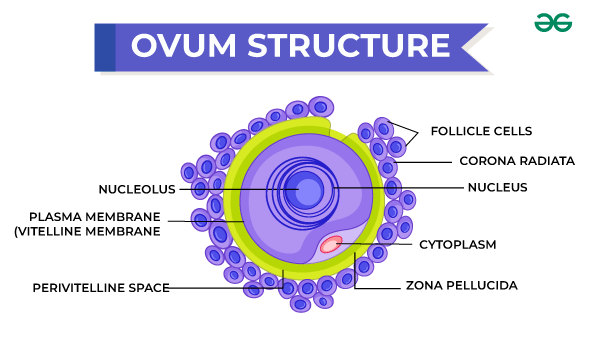 Human Ovum Detail Explanation With Diagram GeeksforGeeks Human Ovum Detail Explanation With Diagram GeeksforGeeks