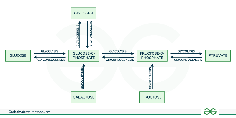 Metabolism Diagram Biology Metabolism Diagram Biology