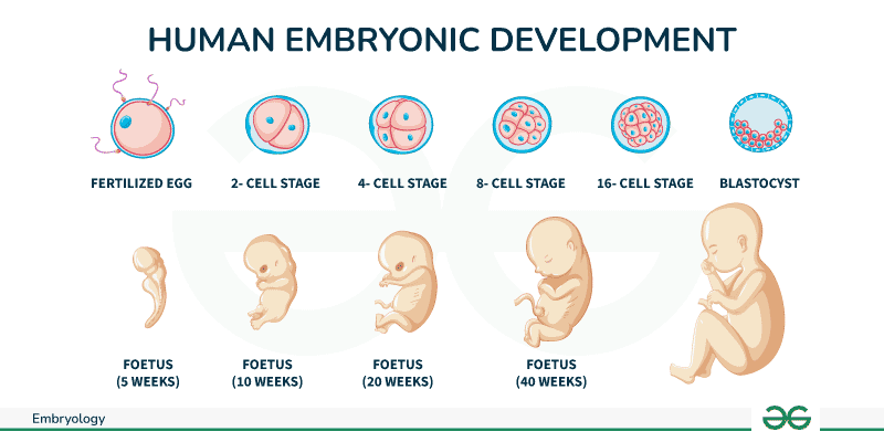 How Reproduction Is Happening In Humans GeeksforGeeks