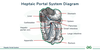 Hepatic Portal System - GeeksforGeeks