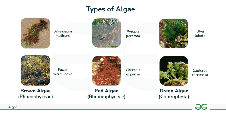 What Is Algae Definition Classification Characteristics And Examples 