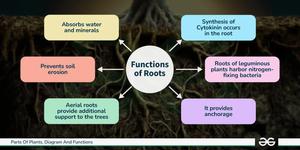 Parts Of Plants, Diagram And Functions - GeeksforGeeks