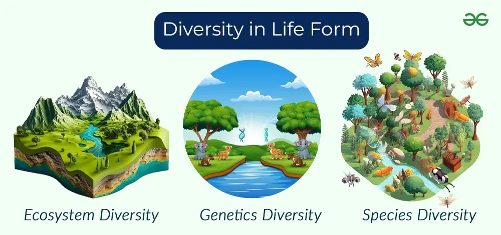 Diversity-in-Life-Form