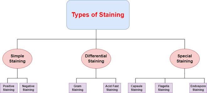 What is Staining? - GeeksforGeeks