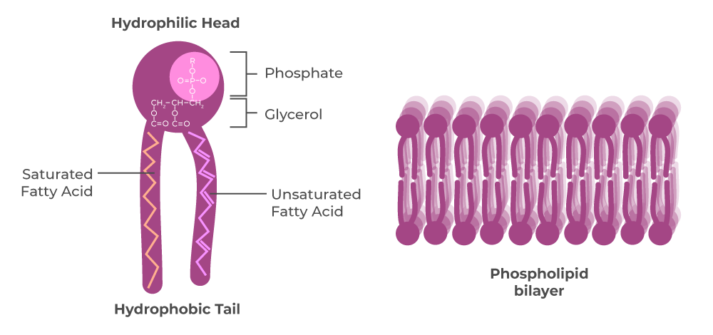 Phospholipid GeeksforGeeks