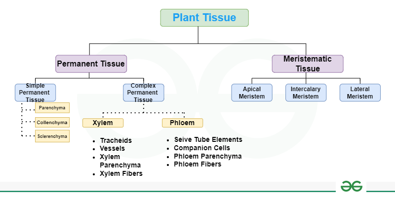 Types Of Permanent Tissues 2 Types With Diagram Plants Plant Tissues