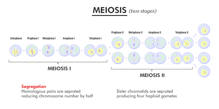 Meiosis I - Reductional Cell Division - GeeksforGeeks