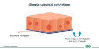 Cuboidal Epithelium - Types Diagram, and Functions - GeeksforGeeks