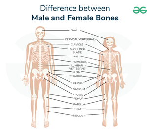 Difference between Male and Female Bones - GeeksforGeeks