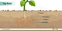 Taproot Questions Tap Root Diagram - GeeksforGeeks