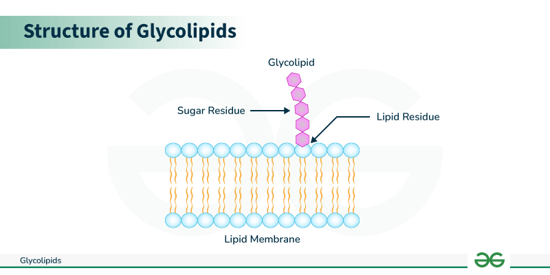 Glycolipids Structure Functions Types GeeksforGeeks