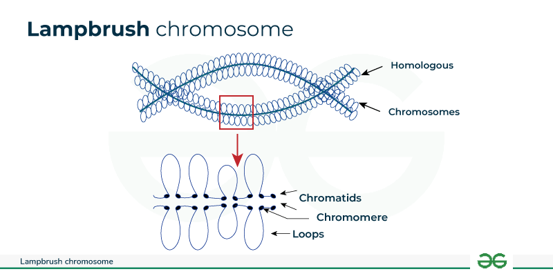 -Lampbrush-chromosome-