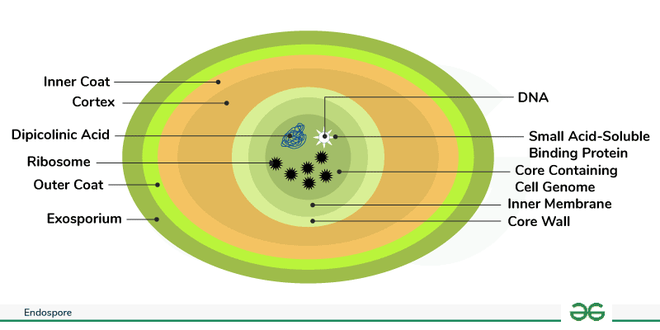 Endospore - Meaning, Structure, Strains & Formation Steps - GeeksforGeeks