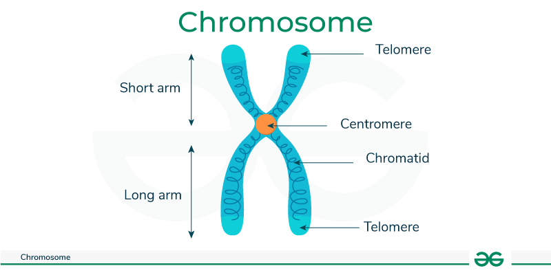 Human Y Chromosome Structure Human Y Chromosome Structure