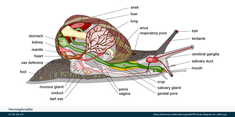 Hermaphrodite Meaning Types And Examples GeeksforGeeks