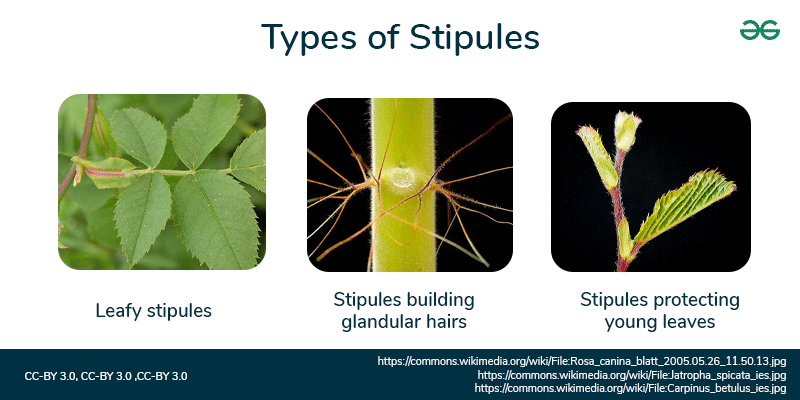 Types-of-Stipules2