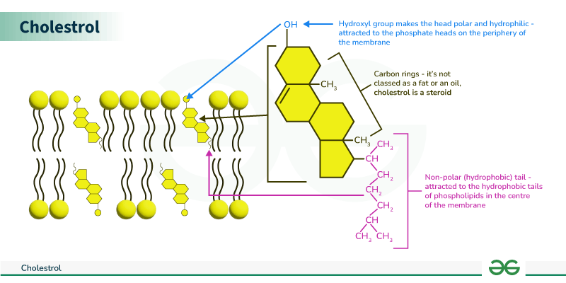 Cholesterol Structure Biomarkers Of Cholesterol Homeostasis In A Cholesterol Structure Biomarkers Of Cholesterol Homeostasis In A