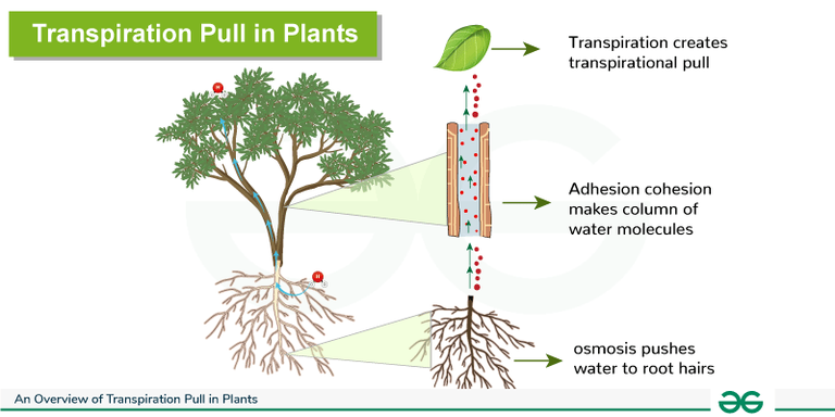 A Brief Account on Transpiration Pull in Plants - GeeksforGeeks