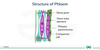 Phloem - Structure and Function - GeeksforGeeks