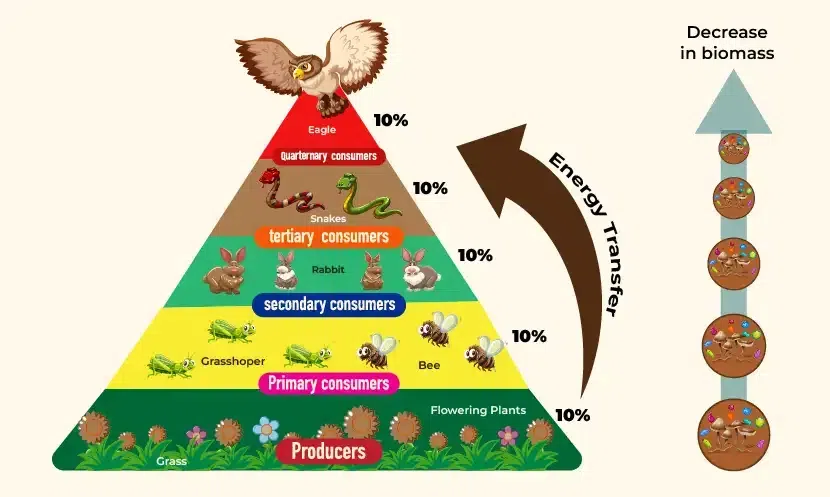 Energy-Pyramid