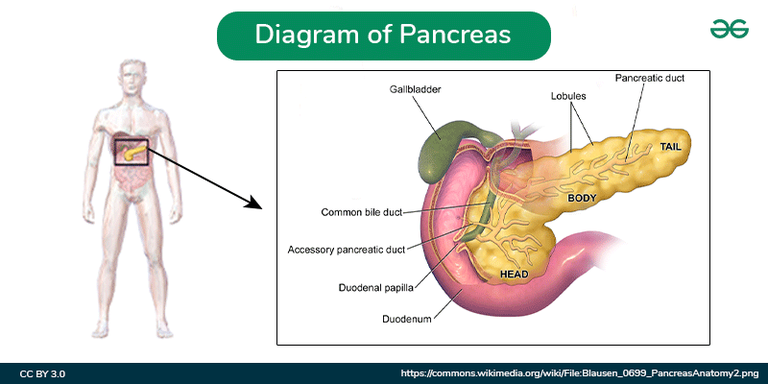 Labelled Diagram of Pancreas - GeeksforGeeks