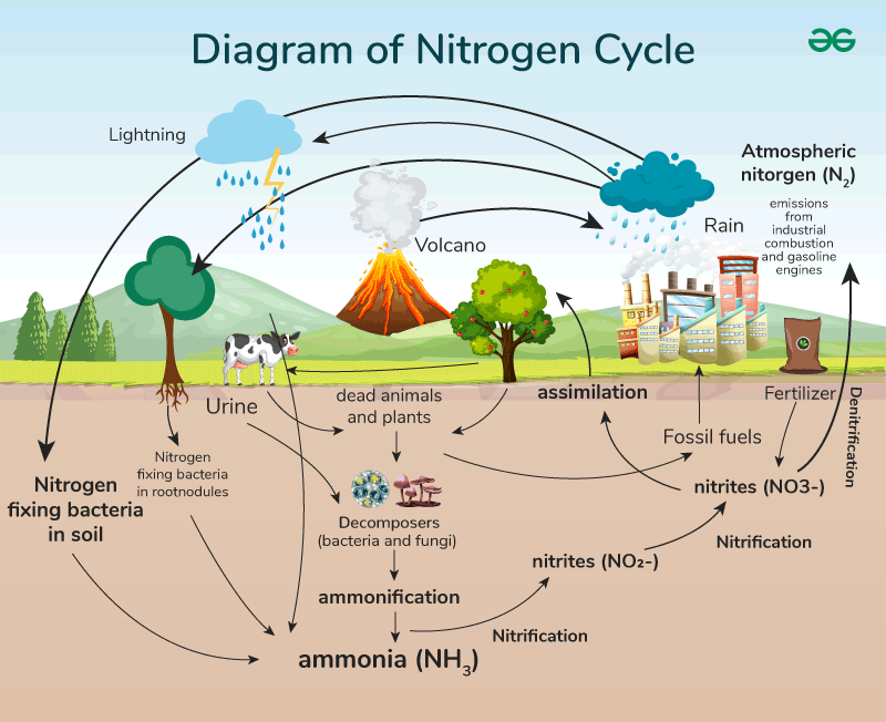 Nitrogen Cycle Stages Explained GeeksforGeeks