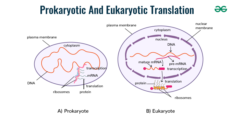 Difference-Between-Prokaryotic-And-Eukaryotic-Translation