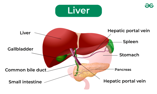 Diagram of Liver With Labelling - Anatomy and Function - GeeksforGeeks