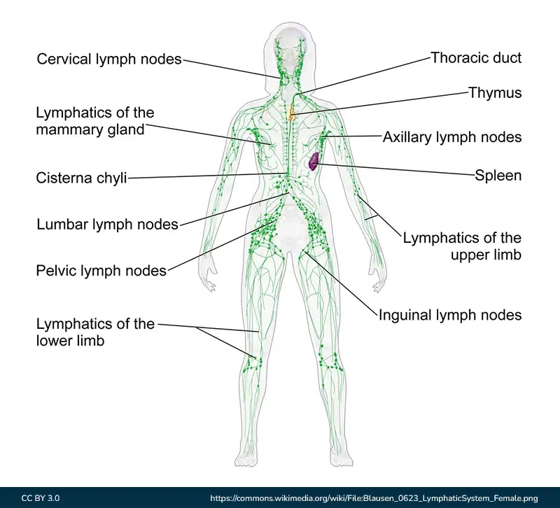 Diagram Of Lymphatic System GeeksforGeeks