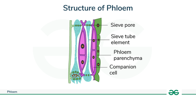 Diagram of Phloem Tissue - GeeksforGeeks