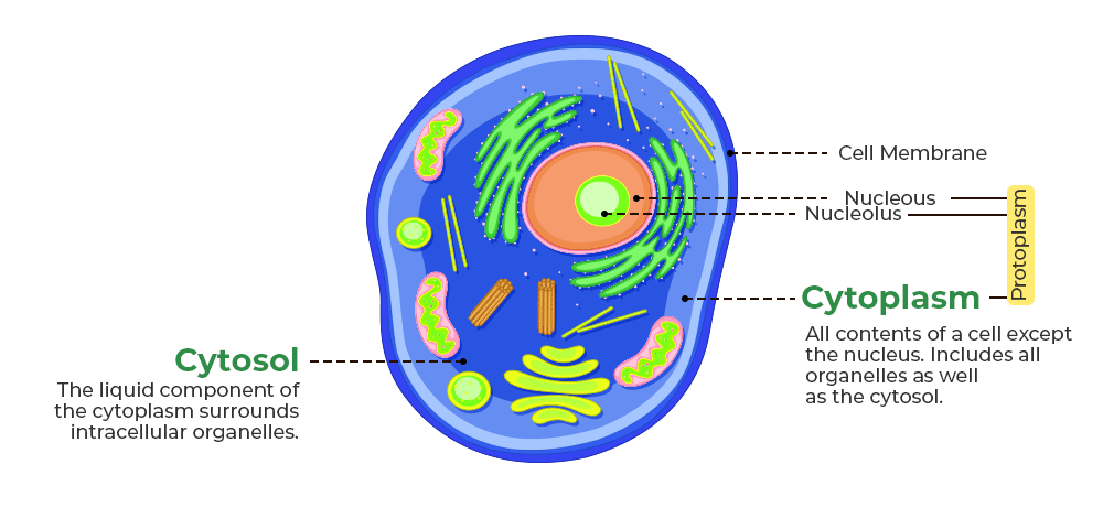 Cytoplasm Diagram Labeled