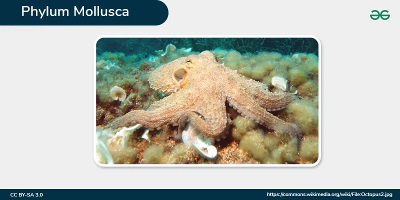 Phylum-Mollusca