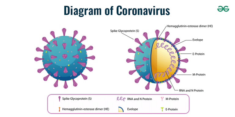 Diagram of Coronavirus - GeeksforGeeks