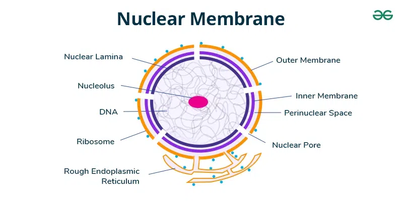 Nuclear-Membrane-Diagram