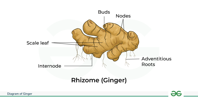 Rhizome Diagram 800x400 Rhizome Diagram 800x400