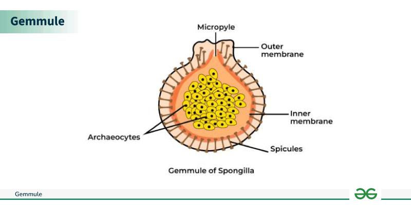 Gemmules Diagram