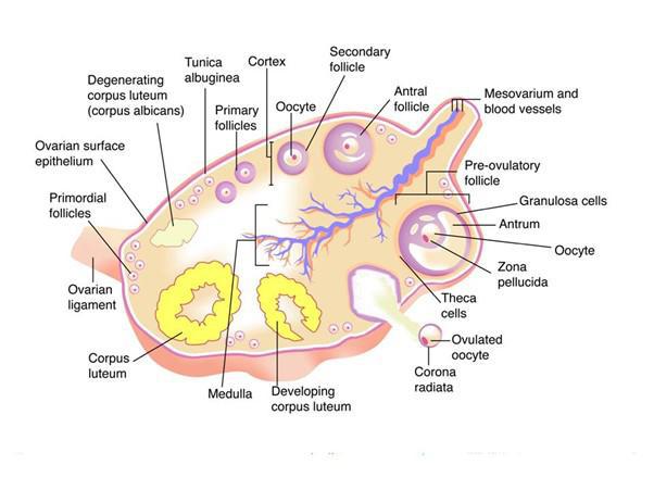 Ovaries Diagram Anatomy Ovaries Diagram Anatomy