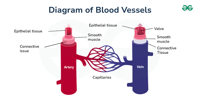 Diagram of Blood Vessels - GeeksforGeeks