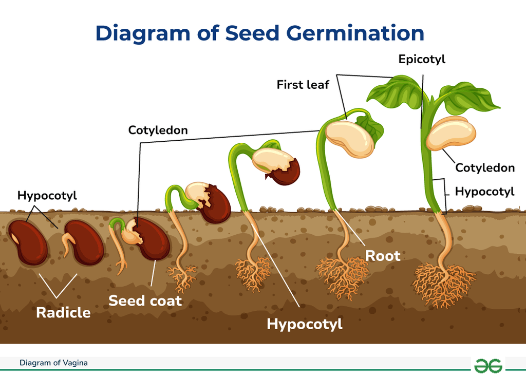 Diagram Of Seed Germination GeeksforGeeks Diagram Of Seed Germination GeeksforGeeks