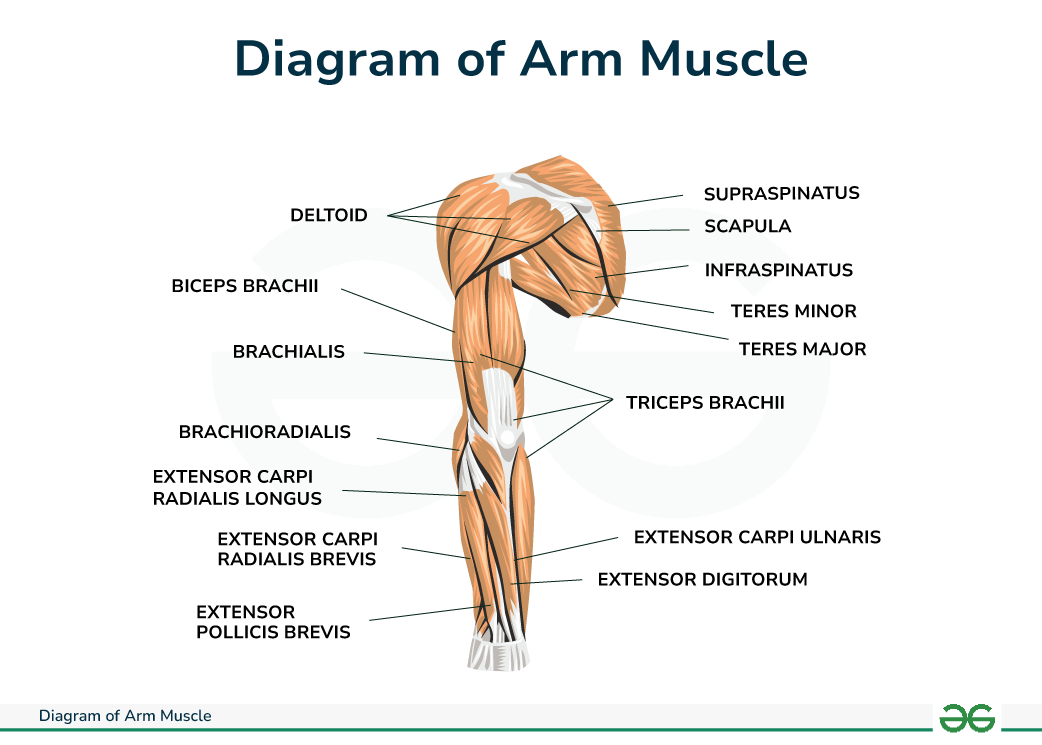 Arm Muscle Diagram Simple At Hee Slocum Blog