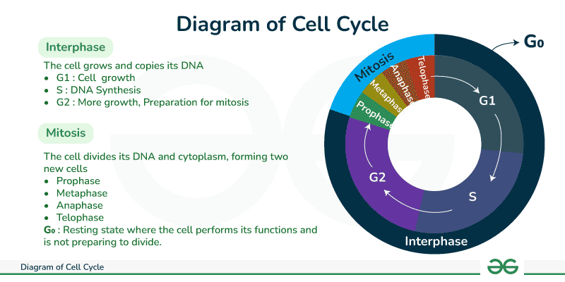 Diagram Of Cell Cycle GeeksforGeeks Diagram Of Cell Cycle GeeksforGeeks