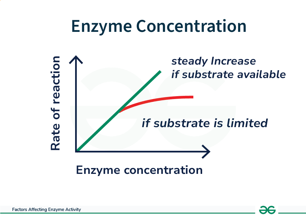 Enzyme-Concentration