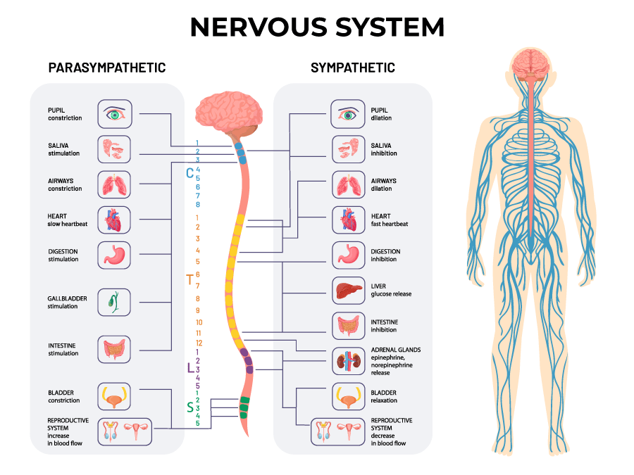 humannervoussystem